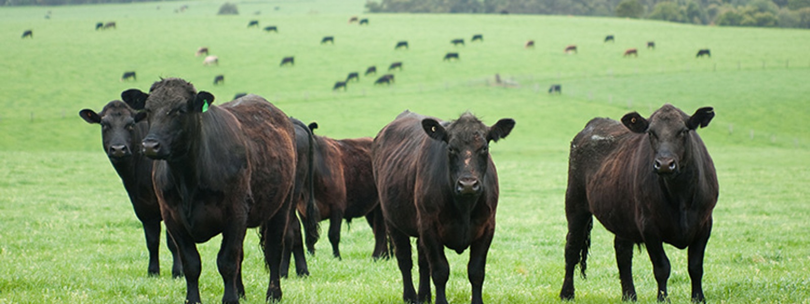 Record-high beef prices keep cattle population down 