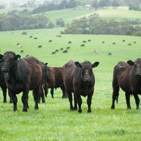 Record-high beef prices keep cattle population down 