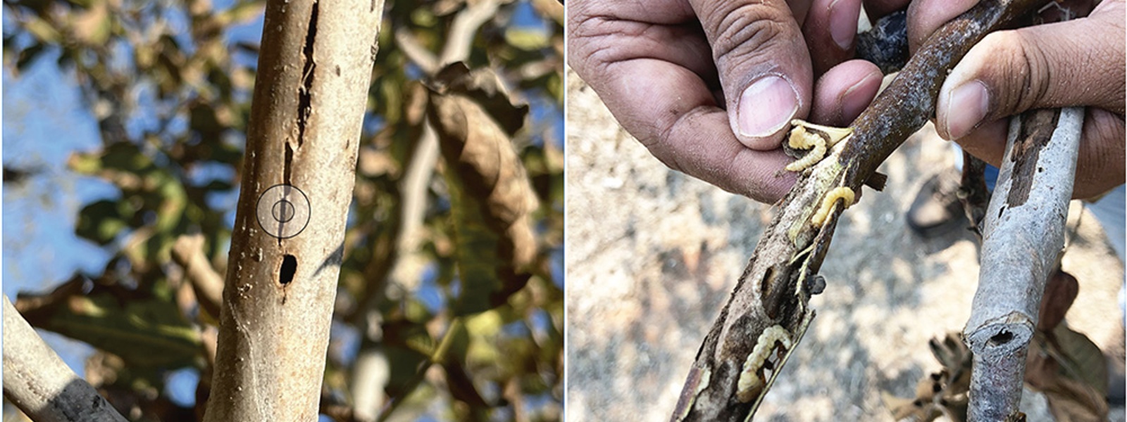 Researchers study ways to control flatheaded borer&nbsp;