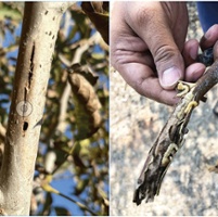 Researchers study ways to control flatheaded borer 
