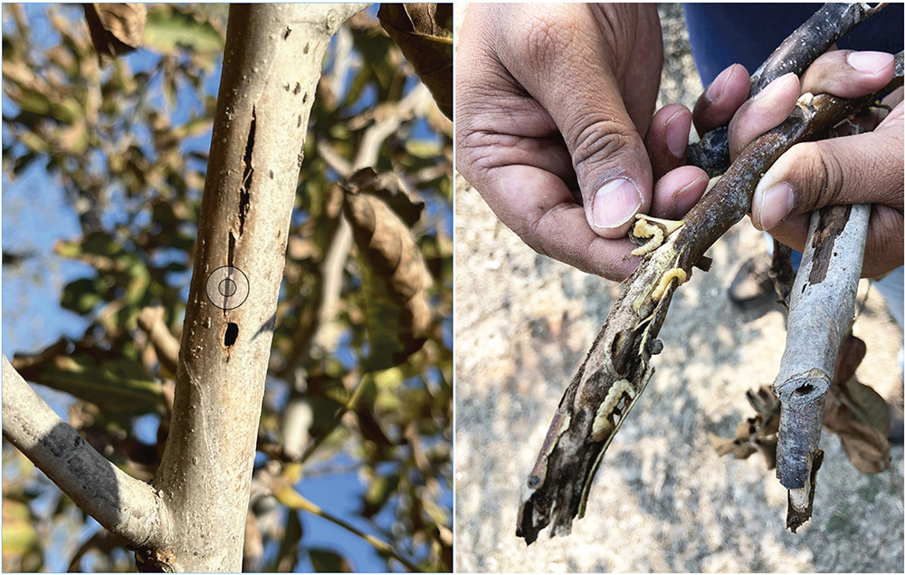 Researchers study ways to control flatheaded borer 