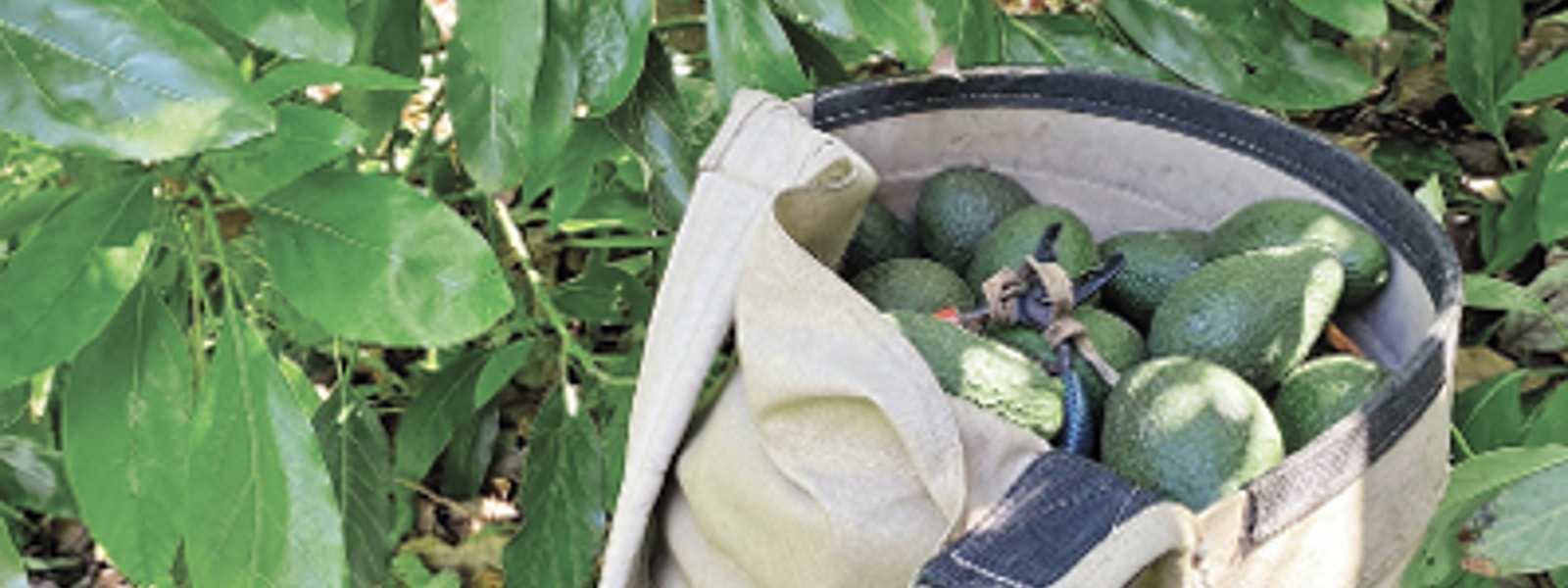 Imports and labor shortage challenge avocado growers