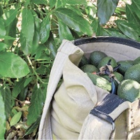 Imports and labor shortage challenge avocado growers