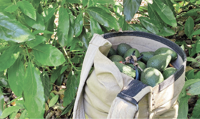 Imports and labor shortage challenge avocado growers