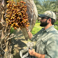 Coachella harvest refills date supply as sector recovers