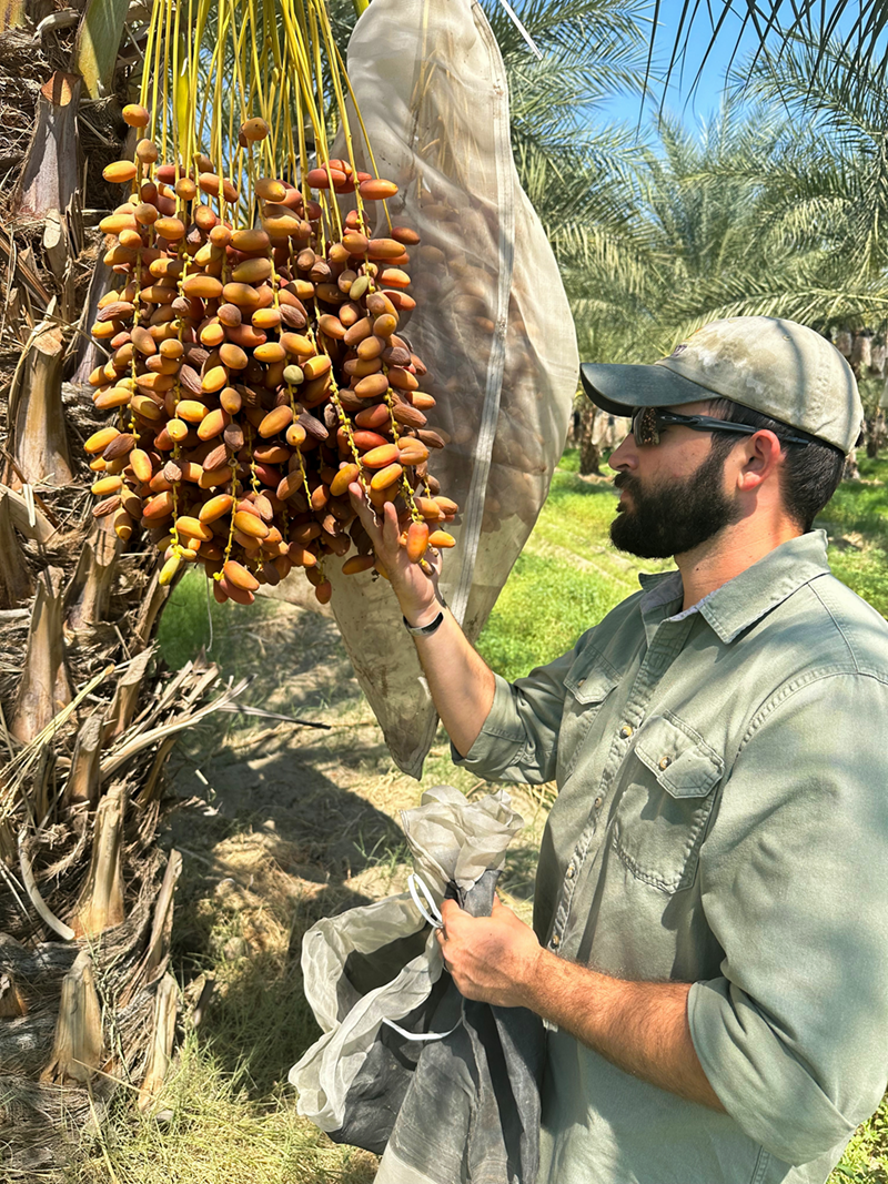 Coachella harvest refills date supply as sector recovers