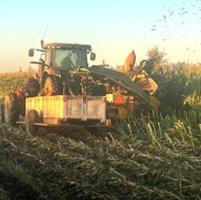 Sweet corn growers market crop locally, nationally