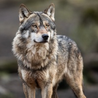 Four wolves lethally removed after deterrence efforts failed