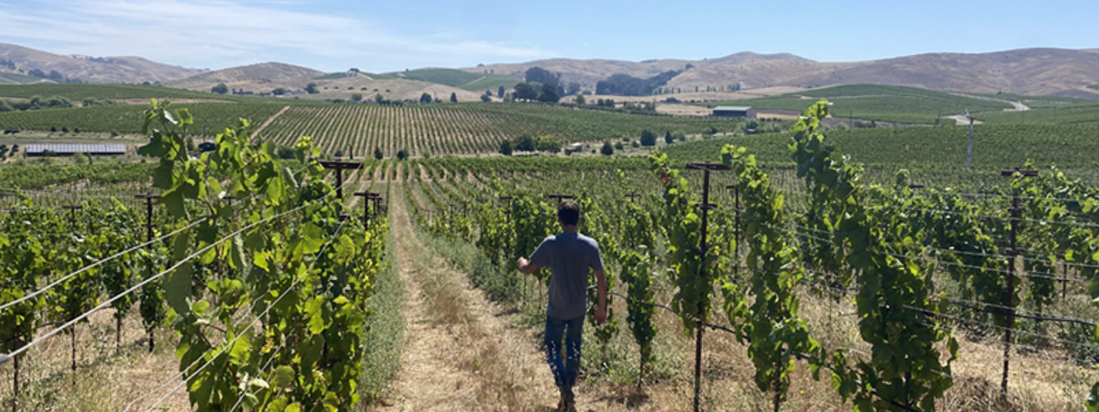 Climate concerns inspire innovation in wine vineyards