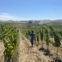 Climate concerns inspire innovation in wine vineyards