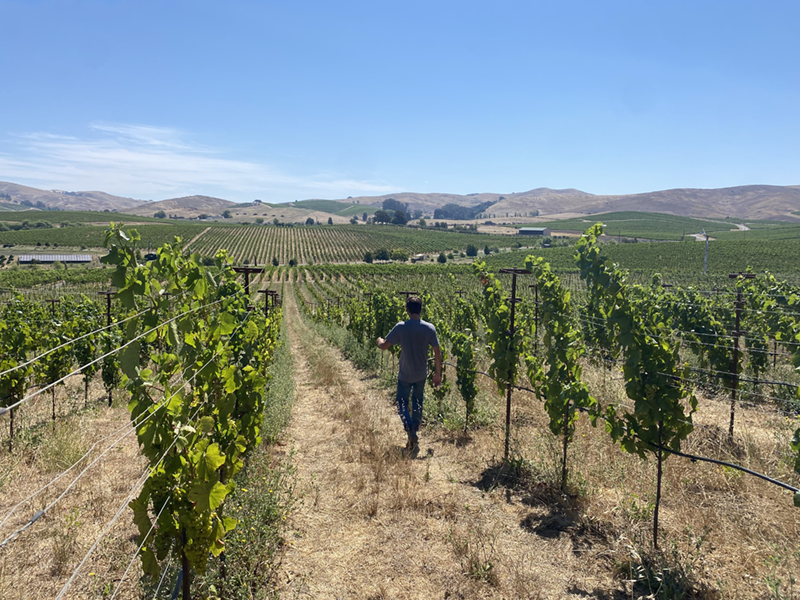 Climate concerns inspire innovation in wine vineyards