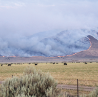 Livestock producers react to wildfire losses, impacts