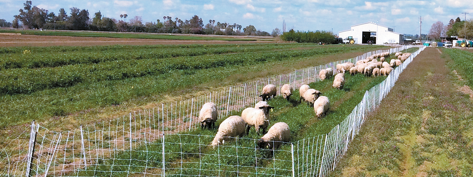 Study: Winter grazing of cover crops shows promise