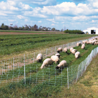 Study: Winter grazing of cover crops shows promise