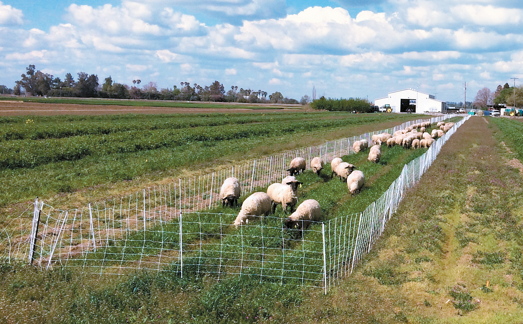 Study: Winter grazing of cover crops shows promise