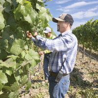 Cooler season delays winegrape harvest