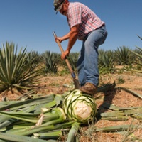 Farmers, distillers embrace drought-tolerant agave