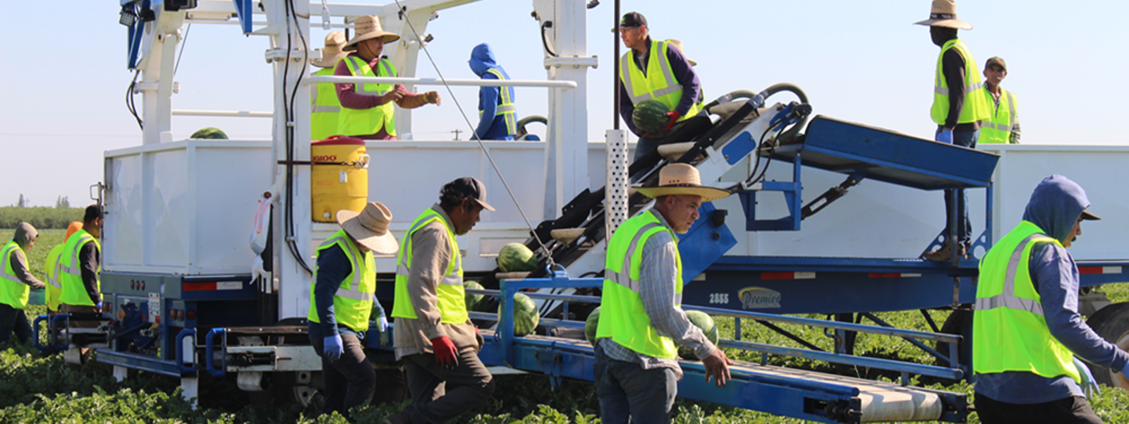 Melon growers ready for holiday demand