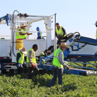Melon growers ready for holiday demand