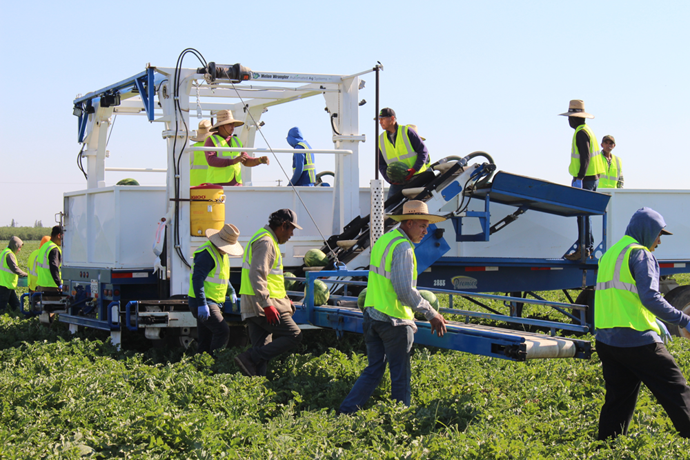 Melon growers ready for holiday demand