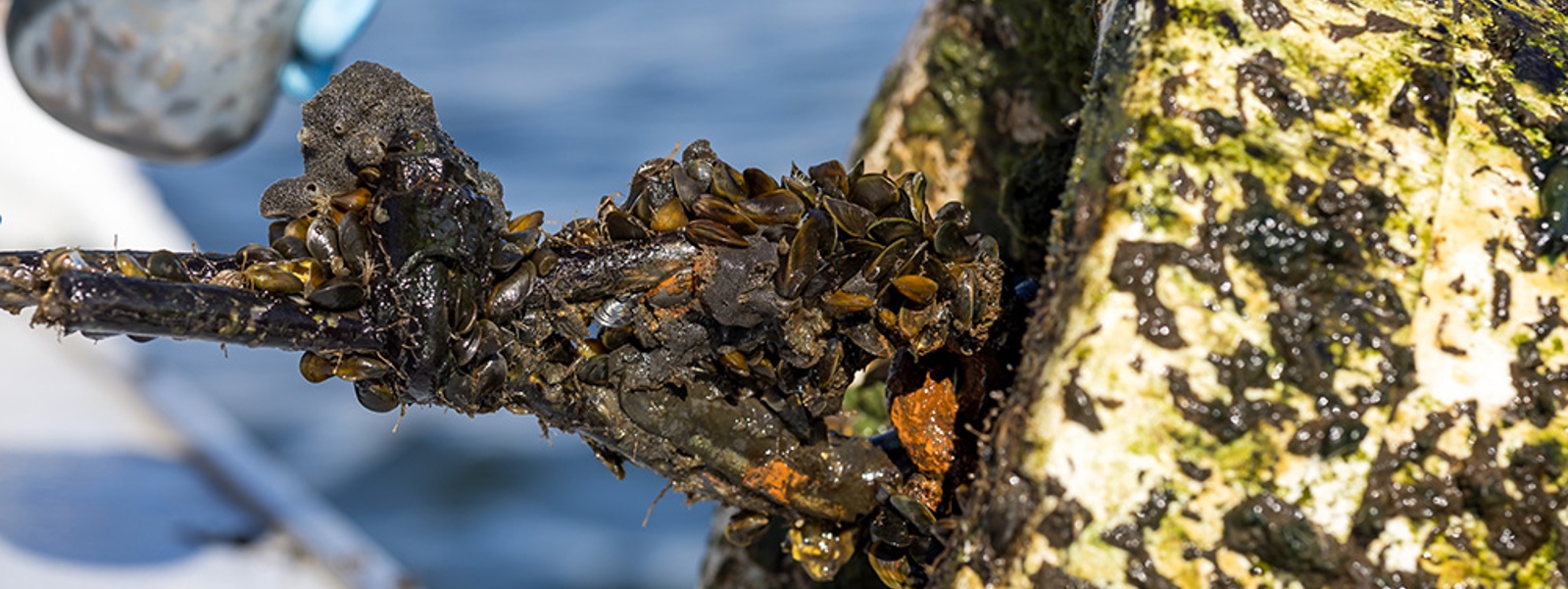 Invasive mussels spread, could clog irrigation systems