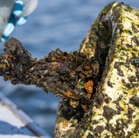 Invasive mussels spread, could clog irrigation systems