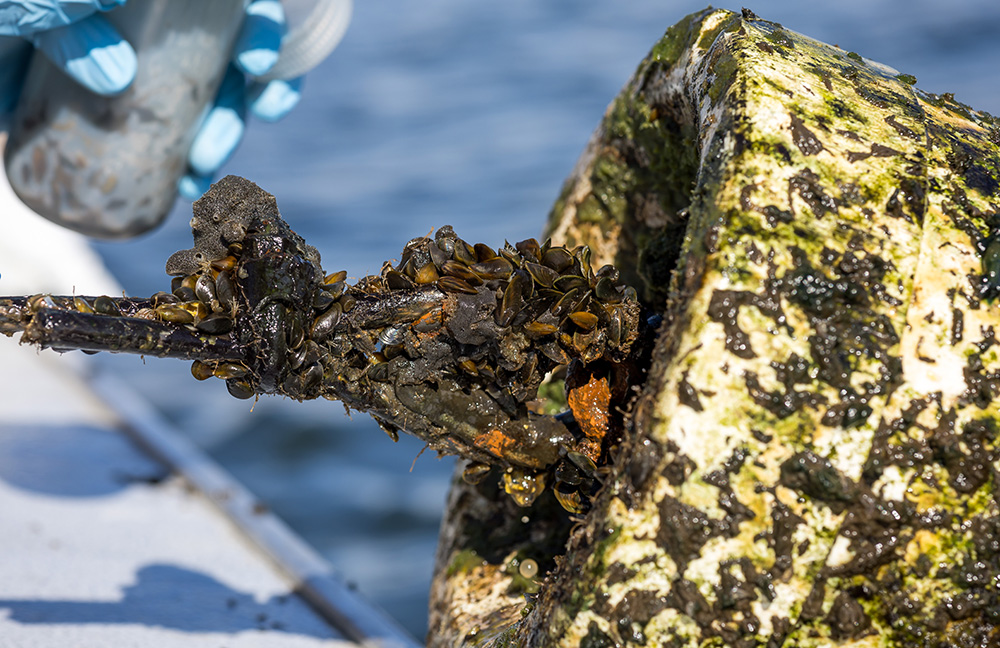 Invasive mussels spread, could clog irrigation systems