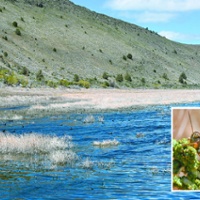 Anxiety rises as grasshopper season begins in North State