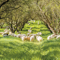 Orchard grazing research is boosted by $2 million grant
