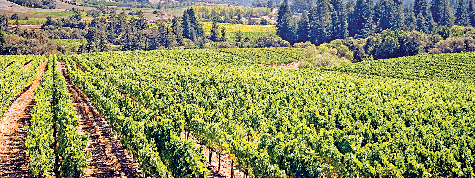 Water order takes shape for North Coast vineyards