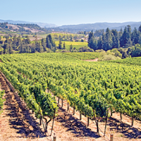 Water order takes shape for North Coast vineyards