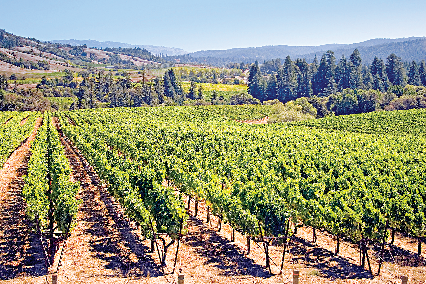 Water order takes shape for North Coast vineyards