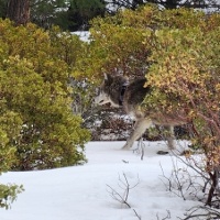 Wolf conflicts rise as funding to pay ranchers runs dry