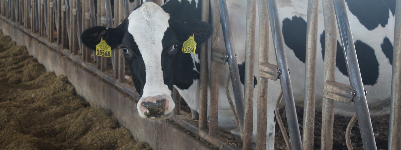 Dairy digesters use cow power to make clean energy