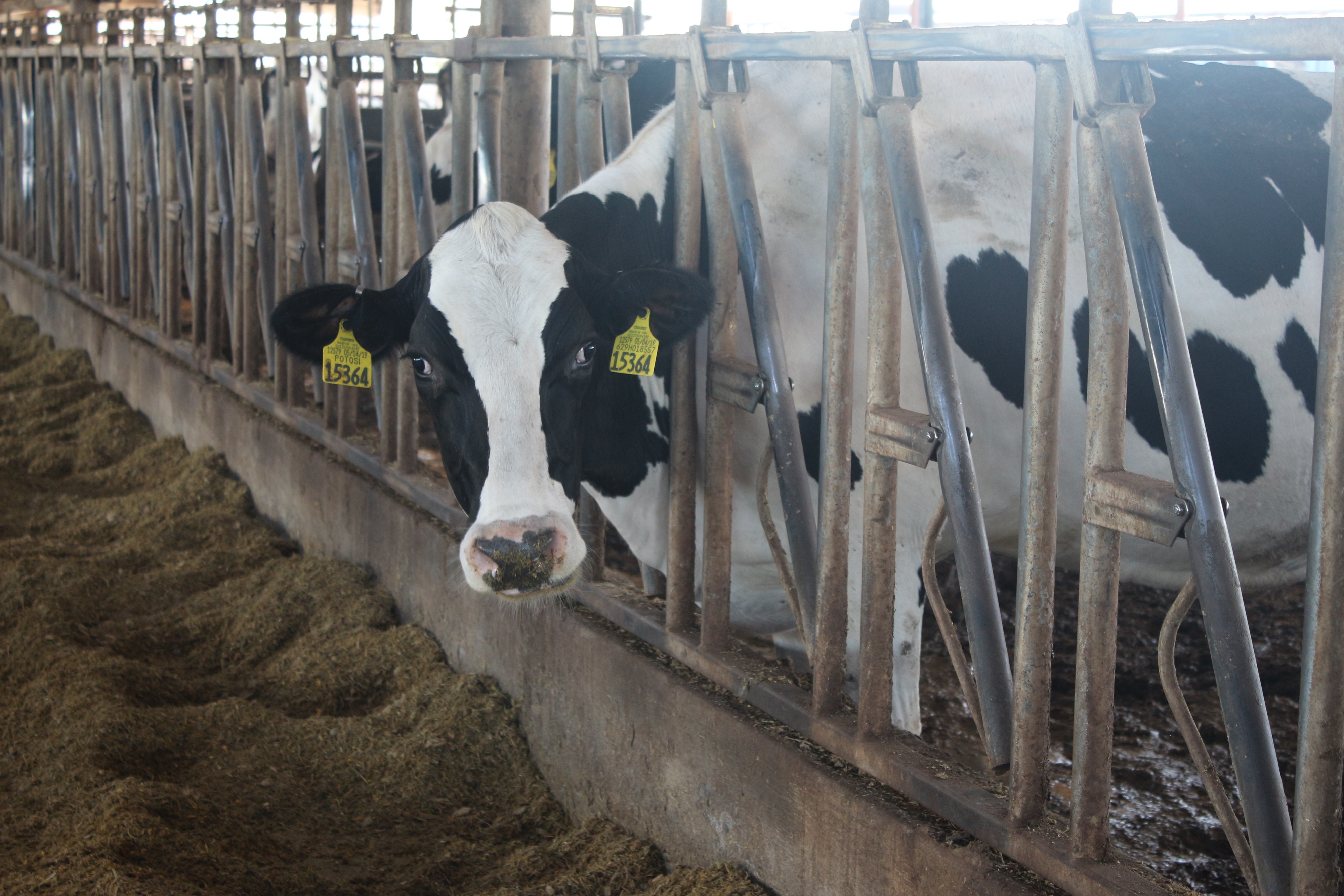 Dairy digesters use cow power to make clean energy