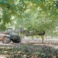 Growers look to higher prices for walnuts