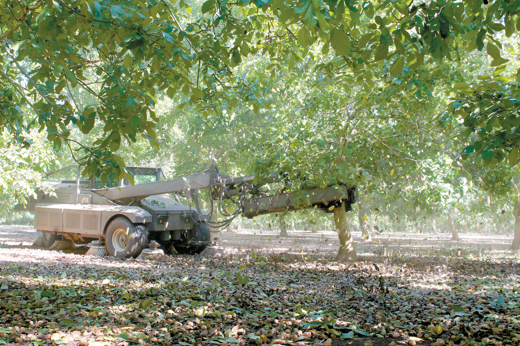Growers look to higher prices for walnuts