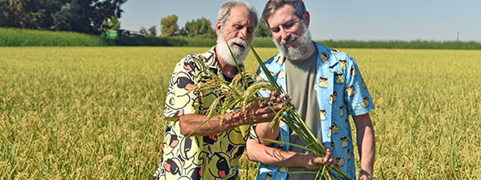 Organic rice sector suffers growing pains 