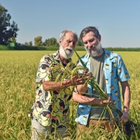 Organic rice sector suffers growing pains 