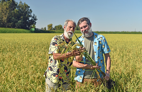 Organic rice sector suffers growing pains 