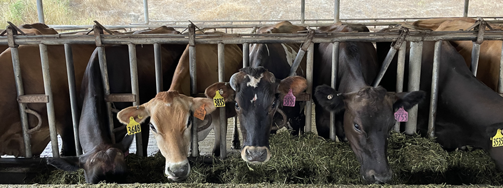 Commentary: Farmers curb emissions while producing more food