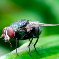 USDA halts Mexican cattle imports due to parasitic fly