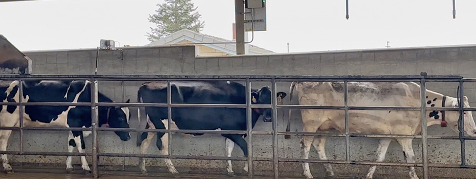 Vision tech allows dairies to identify lameness early