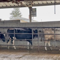 Vision tech allows dairies to identify lameness early