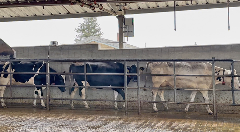 Vision tech allows dairies to identify lameness early