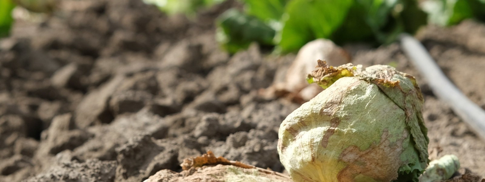 Weed control effort seeks to curb virus threat for lettuce