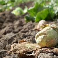 Weed control effort seeks to curb virus threat for lettuce