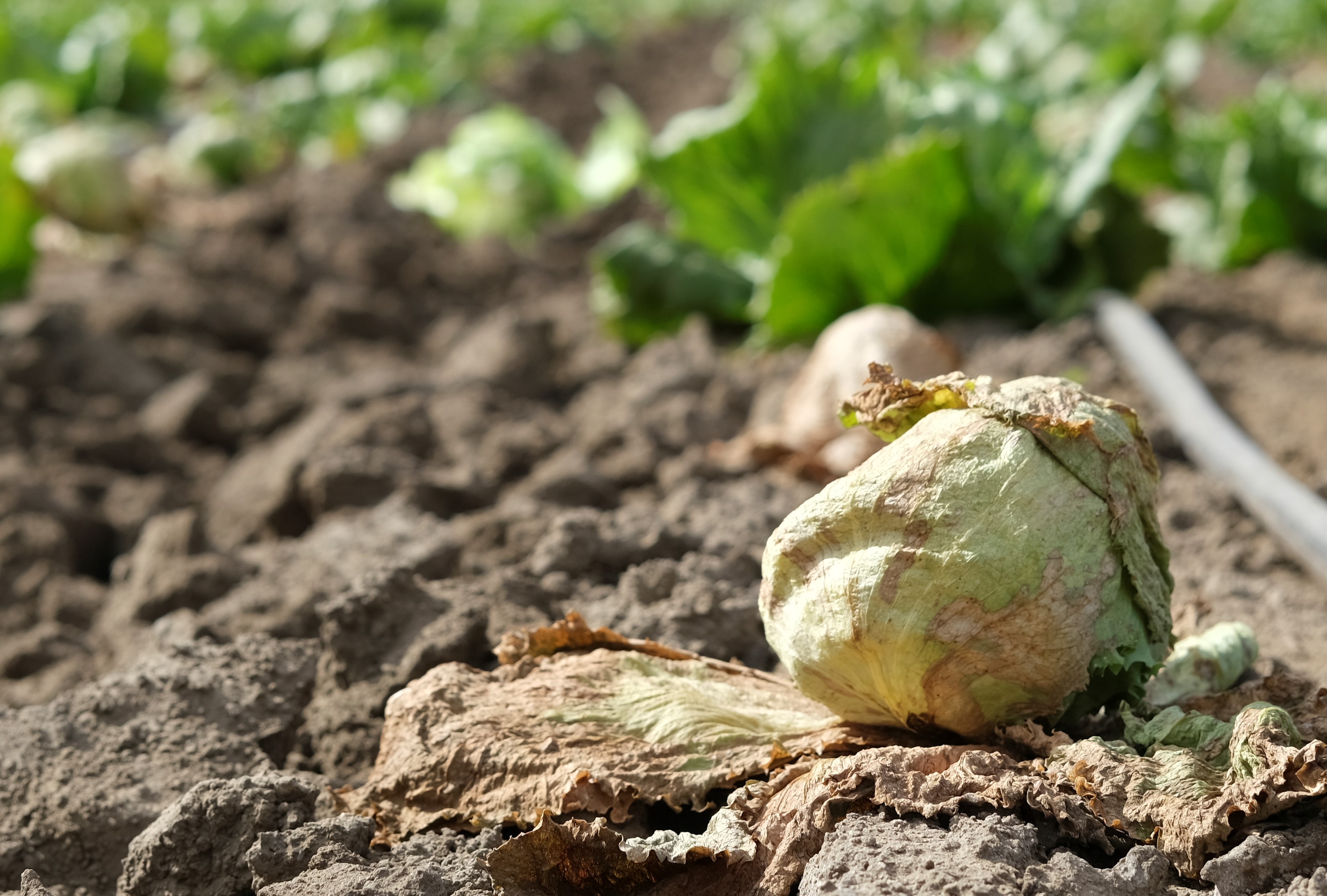 Weed control effort seeks to curb virus threat for lettuce