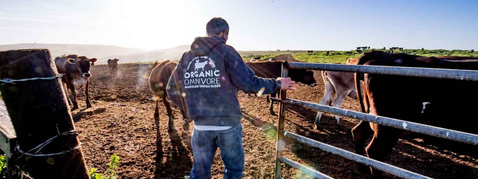 Organic dairy woes show system 'vulnerabilities'