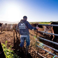 Organic dairy woes show system 'vulnerabilities'